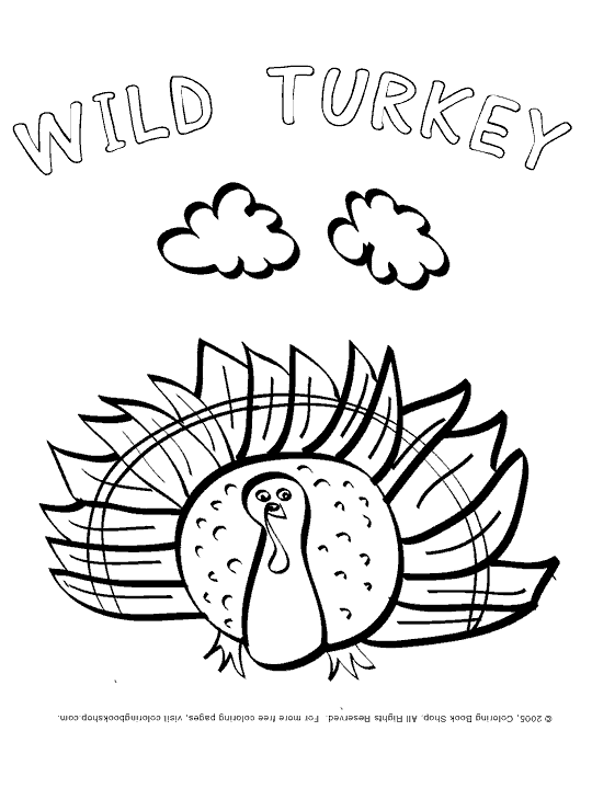 thanksgiving coloroing page, wild turkey, colormybooks